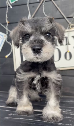 シュナウザー 犬の販売・譲渡 5423 ★イケメンなオルくん(仮名)