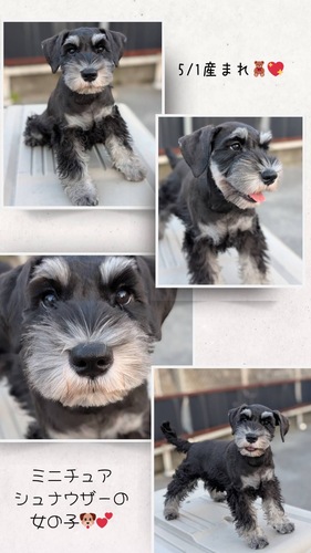シュナウザー 犬の販売・譲渡 5426 クオリティー高めの可愛いシュナウザー