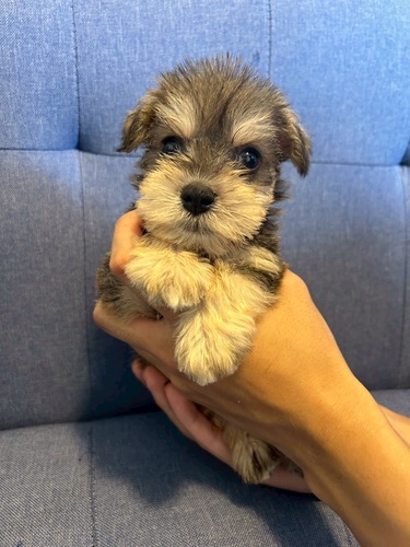 シュナウザー 犬の販売・譲渡 5430 おめめくりくりベビー