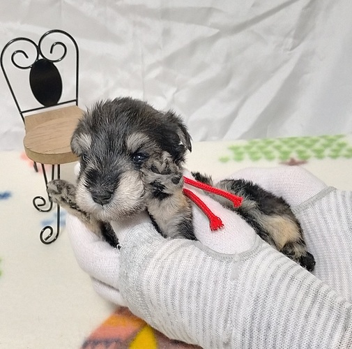 元気な3兄妹の赤リボンの女の子! 犬の販売 5433
