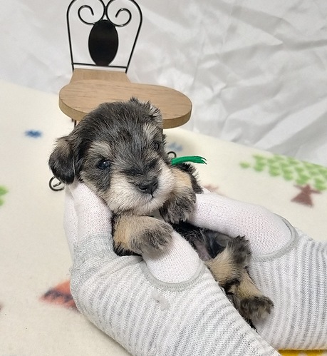 元気な3兄妹の緑リボンの男の子! 犬の販売 5434