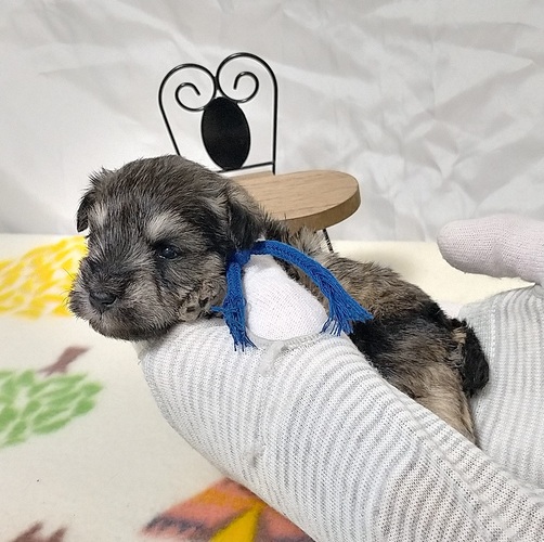 元気な3兄妹の青リボンの男の子! 犬の販売 5435