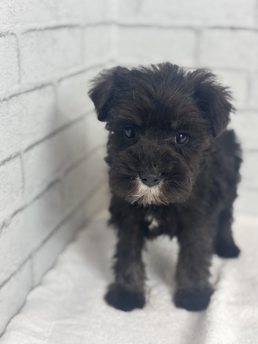 シュナウザー 犬の販売・譲渡 5438 ブラック&シルバー3468
