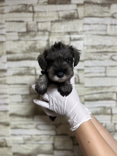 シュナウザー 犬の販売・譲渡 5441 ソルトペッパー男の子