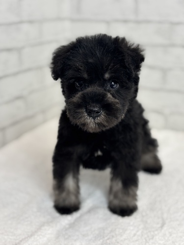 シュナウザー 犬の販売・譲渡 5444 ソルト&ペッパー8519