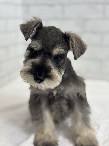 シュナウザー 犬の販売・譲渡 5445 ソルト&ペッパー7901