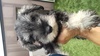 ViEU[ q T CP\g̒j... 5453