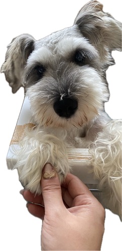 シュナウザー 犬の販売・譲渡 5455 成犬イケメンシュナウザー!