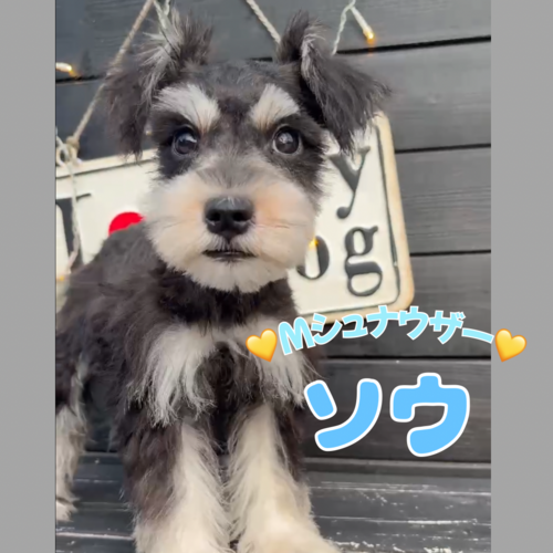 シュナウザー 犬の販売・譲渡 5457 ★表情豊かな甘えんぼくん