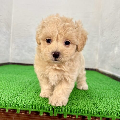 シュナウザー 犬の販売・譲渡 5458 マルプー(マルオくん)