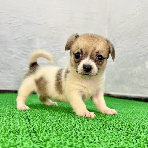 シュナウザー 犬の販売・譲渡 5459 キャバリア×コーギー(キャバコーギーちゃん)
