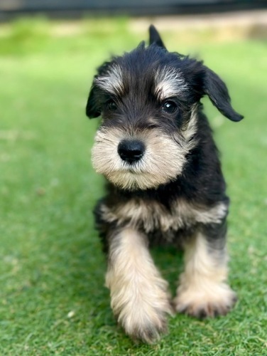 シュナウザー 犬の販売・譲渡 5466 ミニチュアシュナウザーの男の子