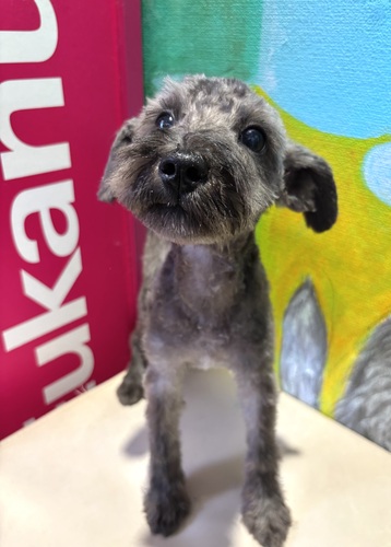シュナウザー 犬の販売・譲渡 5468 ブラック 男の子