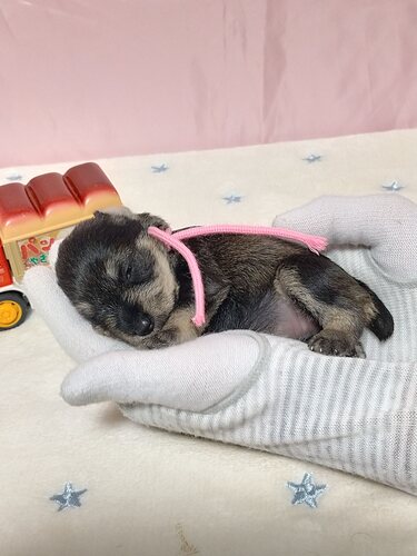 ティーカップシュナウザー産まれました!♀ S&P 犬の販売 5469