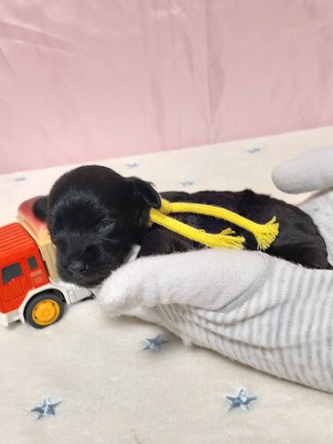 ティーカップシュナウザー産まれました!♂ブラック 犬の販売 5470