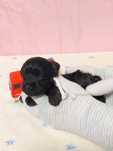 ティーカップシュナウザー産まれました!♀ブラック 犬の販売 5471