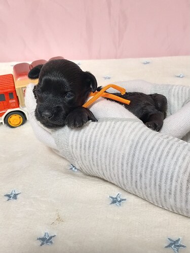 ティーカップシュナウザー産まれました!♀ブラック 犬の販売 5472