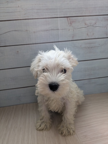 シュナウザー 犬の販売・譲渡 5473 希少な白シュナウザーです?