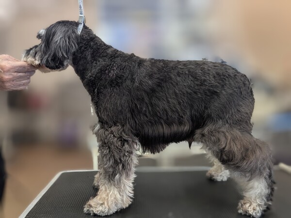 シュナウザー 犬の販売・譲渡 5476 【成犬】インターチャンピオン直仔