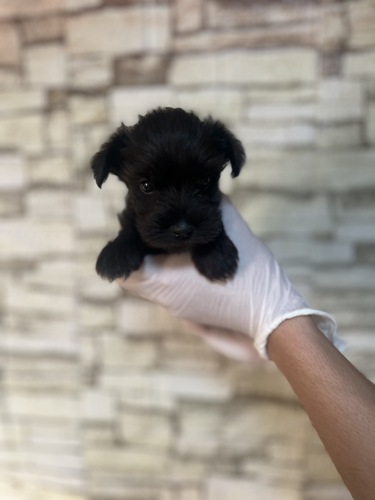 シュナウザー 犬の販売・譲渡 5478 ブラック1286