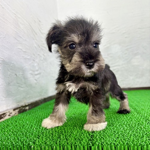 シュナウザー 犬の販売・譲渡 5481 チビシュナくん