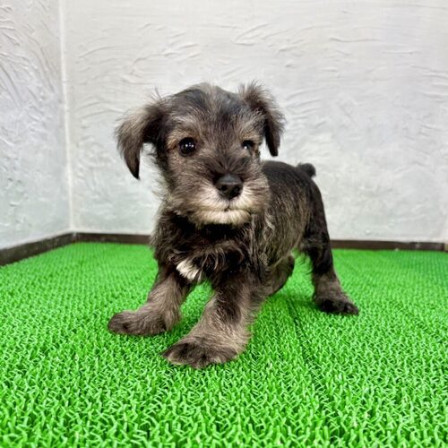 ViEU[ ̔̔En 5483 ee