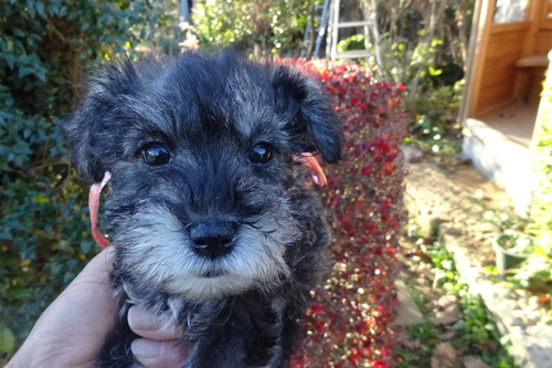 ViEU[ ̔̔En 5488 \gybp[̎q