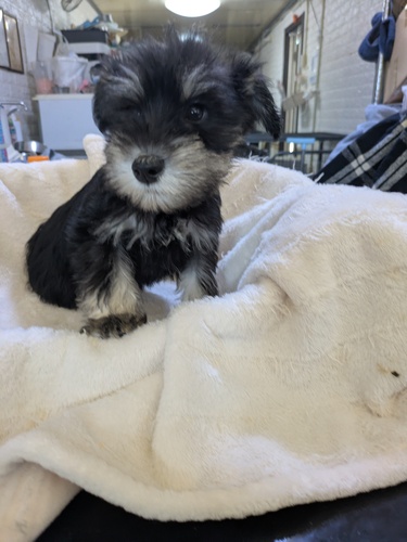 ViEU[ ̔̔En 5490 ubNVo[j̎q