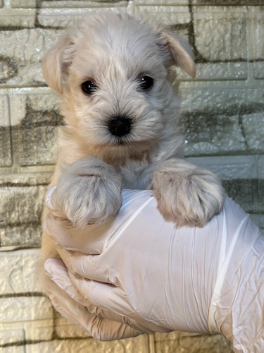 シュナウザー 犬の販売・譲渡 5493 ホワイト8642