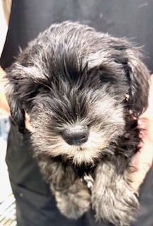 �V���i�E�U�[ ���̔̔��E���n 5495 �~�j�`���A�@�V���i�E�U�[�̎q��