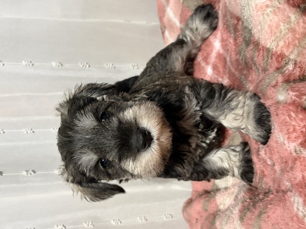 �~�j�`���A�V���i�E�U�[�@�j�̎q ���̔̔� 5496