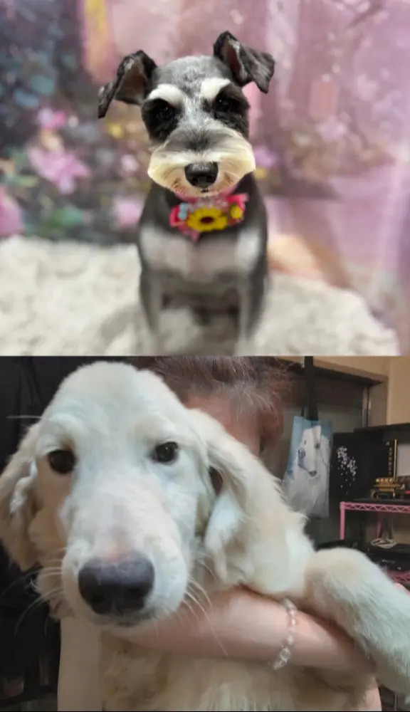 �V���i�E�U�[ �q�� �T�� �����Ƃ�����u���b... 5499