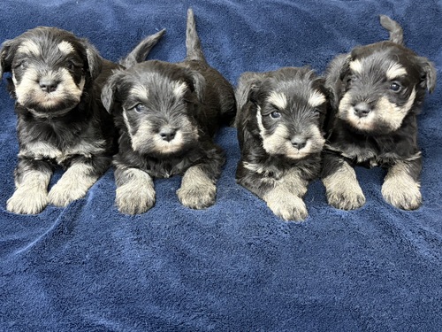 �V���i�E�U�[ ���̔̔��E���n 5500 �u���b�N���V���o�[4�q�����