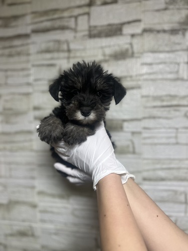 �V���i�E�U�[ ���̔̔��E���n 5503 M�u���b�N&�V���o�[3600