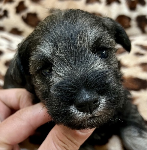 �V���i�E�U�[ ���̔̔��E���n 5504 �����~�j�`���A�V���i�E�U�[