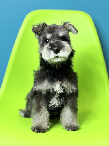 �V���i�E�U�[ ���̔̔��E���n 5505 M �\���g&�y�b�p�[0202