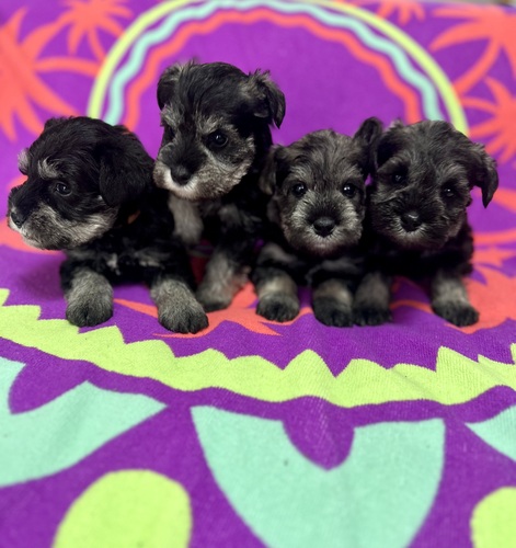 シュナウザー 犬の販売・譲渡 5506 ミニチュアシュナウザー