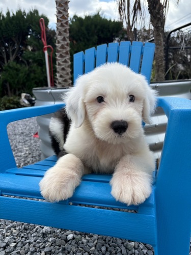 オールド・イングリッシュ・シープドッグ 犬の販売・譲渡 450 優しい性格な男の子