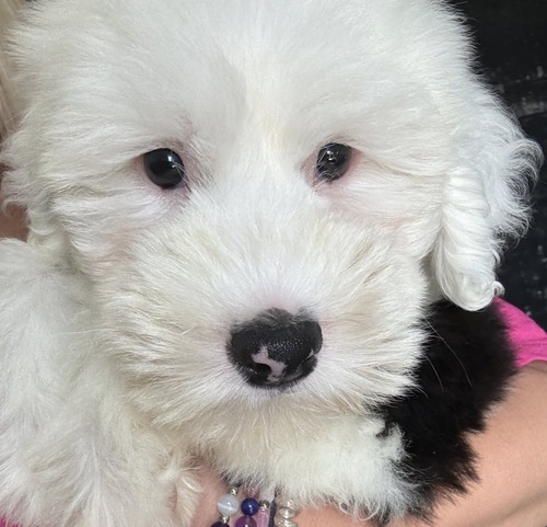 オールド・イングリッシュ・シープドッグ 犬の販売・譲渡 452 甘えん坊な男の子