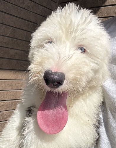 オールド・イングリッシュ・シープドッグ 犬の販売・譲渡 455 元気いっぱい!可愛い男の子
