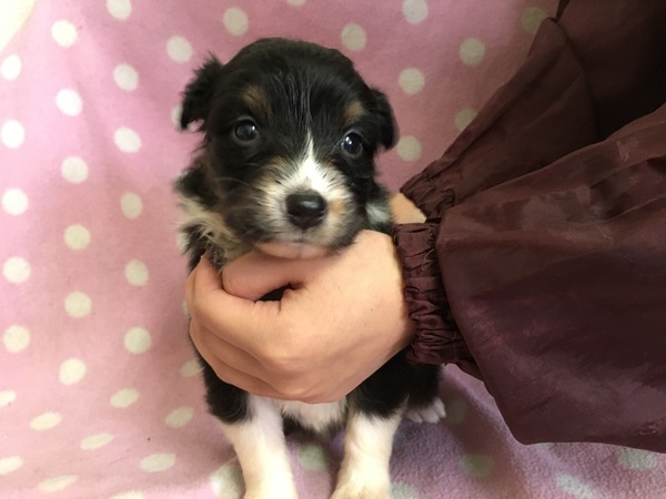 可愛いお顔の女の子 犬の販売 469