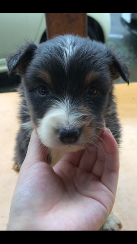 ブラックトライの男の子 犬の販売 480