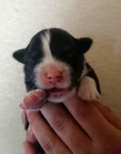 良血統のオーストラリアンシェパードです。 犬の販売 485