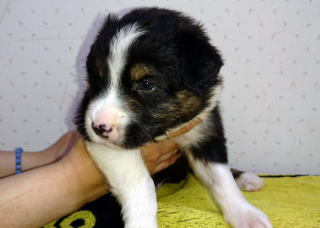 可愛いオーストラリアンシェパードの子犬が誕生しまし 犬の販売 493