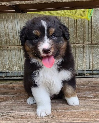 オウシー仔犬 犬の販売 528