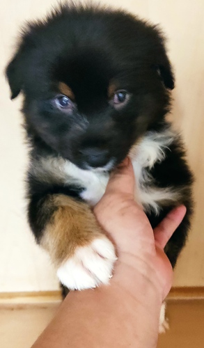 ブラックトライの可愛いオーストラリア ンシェパード 犬の販売 532