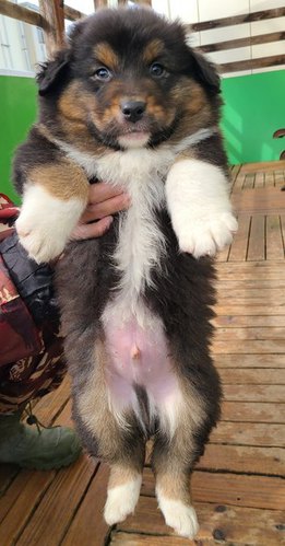オーストラリアンシェパード 産まれました 犬の販売 534