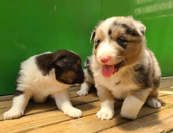 オウシー可愛い仔犬 犬の販売 547