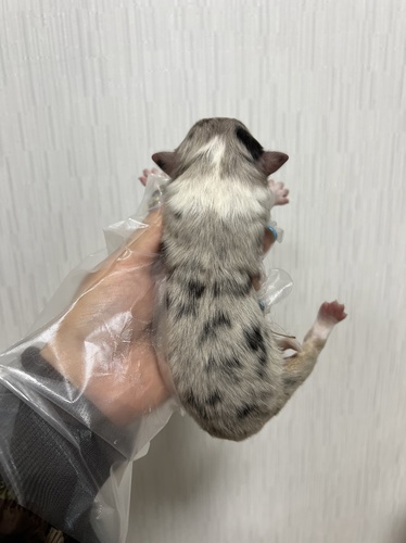 七夕に元気に生まれました(あと4頭募集してます) 犬の販売 548