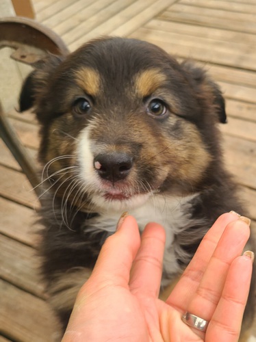 オーストラリアンシェパード 仔犬 犬の販売 559